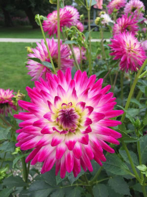 Aywal Dahlia Mix Flower Seed(1 g)