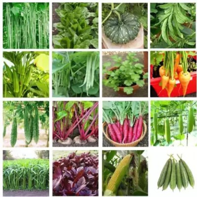 daujiseeds vegetable seeds combo, 15+ Varity seeds, Hybrid Seeds Seed(40 per packet)
