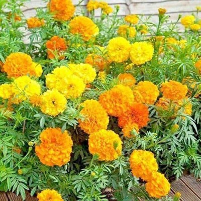 VibeX ® XLR-396 Mix African Marigold Seeds Seed(500 per packet)