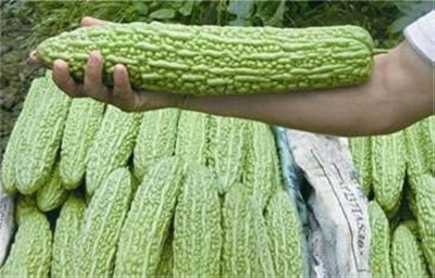 AloGardening Hybrid Bitter Gourd (Karela) F1 Hybrid Seeds Seed(45 per packet)