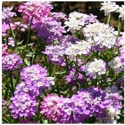 CYBEXIS Candytuft/Iberis umbellata 'Fairy Mix' / Hardy Annual/Fast Growing/Bee Friendly Seed(50 per packet)