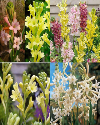 sbains Rajnigandhaa flower seeds pack of 10 Seed(10 per packet)