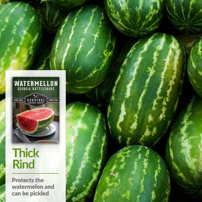 Qualtivate ICRA-4A Georgia Rattlesnake Watermelon Seed Seed(100 per packet)