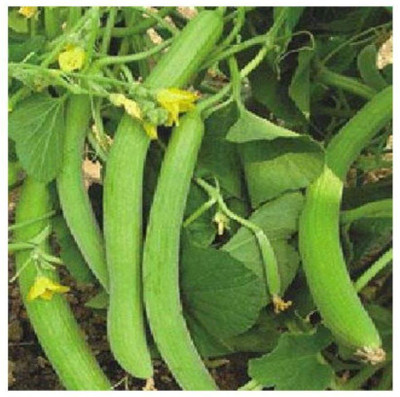 VibeX ® XLR-134 Long Melon (Very Long) Seeds Seed(200 per packet)