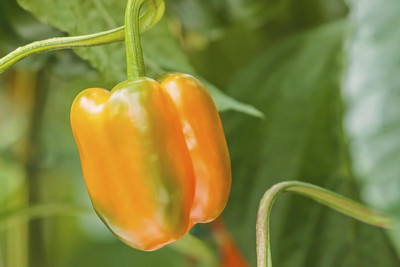 Qualtivate HUA-3A IMPORTED CAPSICUM ORANGE Seed(100 per packet)