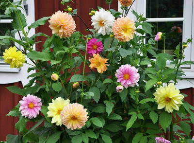 Qualtivate LXI-53 Mix Color Dahlia Seeds Seed(50 per packet)
