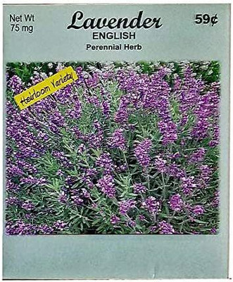 CYBEXIS NBIR-25 - English Lavender - (750 Seeds) Seed(750 per packet)