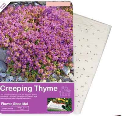 Qualtivate GXL-6AT Magic Carpet Creeping Thyme Seed(50 per packet)