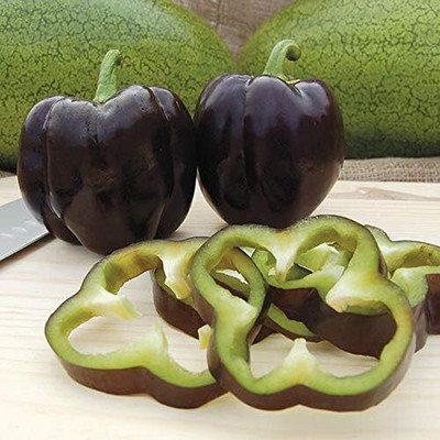 Qualtivate RES-1A Black CAPSICUM SIMLA MIRCHI SEEDS Seed(100 per packet)
