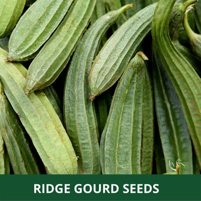 VibeX ® LXI-314 Desi Spong Gourd and Ridge Gourd Seed(50 per packet)