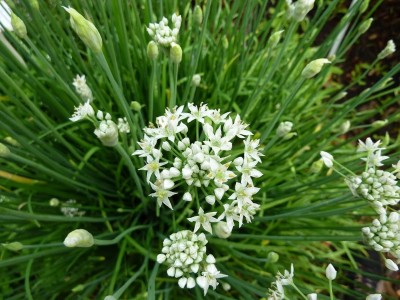 Qualtivate PUAS-4A Garlic Chives Allium tuberosum Seed(300 per packet)