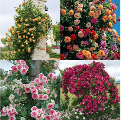 sbains Everbloom Climbing Rose Seeds pack of 45 Seed(45 per packet)