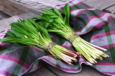 Biosnyg Non GMO Ramsons Wild Garlic Seeds for Terrace Gardening-(750 Seeds) Seed(750 per packet)
