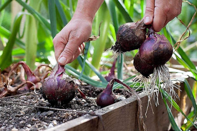 VibeX ® RXI-928 Hybrid Red Nasik Onion Seeds Seed(1000 per packet)
