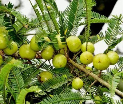 Chalisa Gooseberry, Amla Seed(19 per packet)