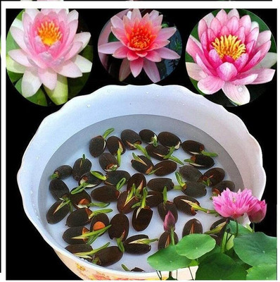 CRGO LOTUS , KAMAL Seed(10 per packet)