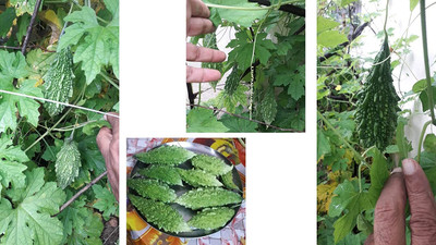 CYBEXIS TLX-75 - F1 Hybrid Bitter Gourd - (900 Seeds) Seed(900 per packet)
