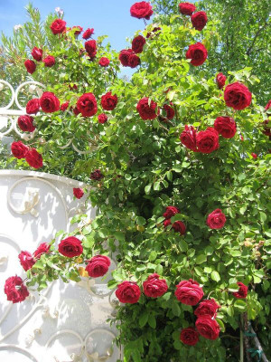 CRGO ROSE , GULAAB Seed(20 per packet)