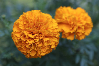 ALOCHUZ marigold/gende ka phool flower seeds Seed(75 per packet)