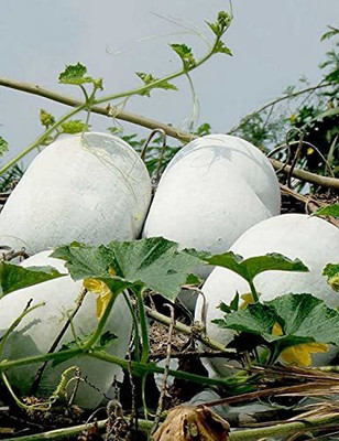 Aywal Ash Gourd Seed(38 per packet)