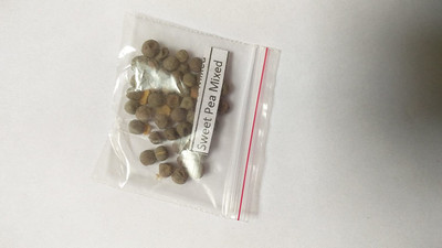 ACCELCROP F1 Hybrid Sweet Pea Flower Seed(20 per packet)