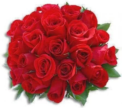 CYBEXIS NDIR-85 - Strong Fragrant Red Rose - (900 Seeds) Seed(900 per packet)