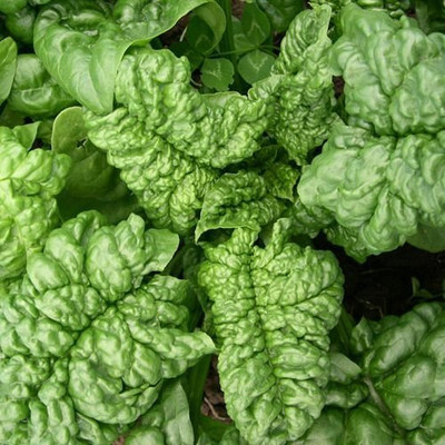 KNESSiN Savoy Spinach[400 Seeds] Seed(400 per packet)