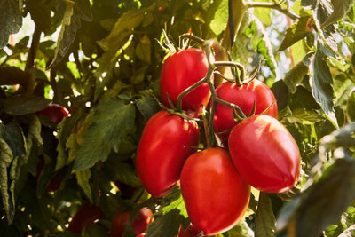 SANGEETS COLLECTION tomato Seed(145 per packet)
