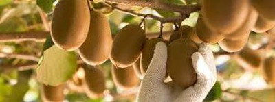 XOLDAA KIWI FRUIT SEEDS HYBRID F1 QUALITY Seed(114 per packet)
