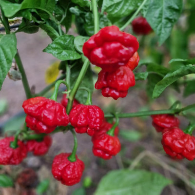 Biosnyg Open-Pollinated Scarlett Rose Chilli Vegetable Seeds For Gardening-(4000 Seeds) Seed(4000 per packet)