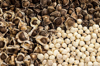 VibeX LX-13 - Moringa Oleifera Drumstick - (1350 Seeds) Seed(1350 per packet)