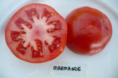 CYBEXIS Beefsteak Tomato Seeds-250 Seeds Seed(250 per packet)