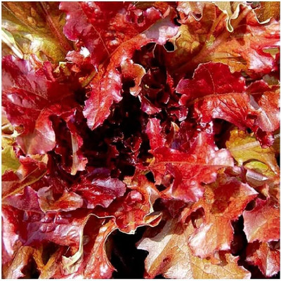 Qualtivate HUA-4A Red Salad Bowl Lettuce Seeds Seed(300 per packet)