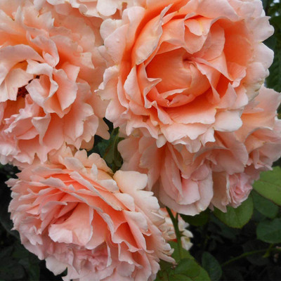 CYBEXIS VVI-21 - Apricot Climbing Rose Plant - (100 Seeds) Seed(100 per packet)