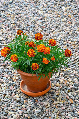 PRATEEBHA TRADERS marigold/gende ka phool flower seeds Seed(75 per packet)