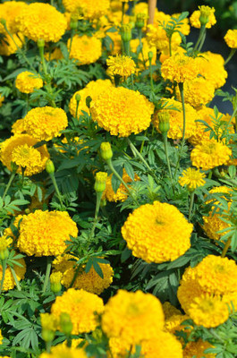 Tastism marigold/gende ka phool flower seeds Seed(50 per packet)