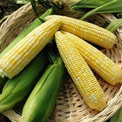 WILLVINE GOI -VII Sweet Corn Nirvana F1-[500g] Seed(2000 per packet)