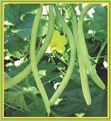 TRICONE Kakdi Seed(40 per packet)