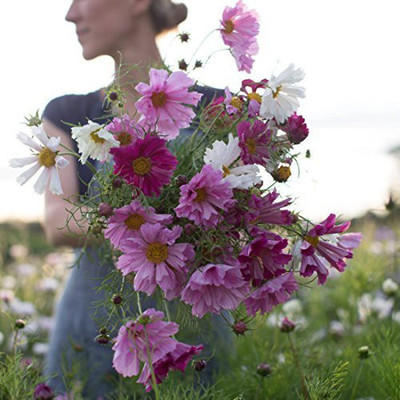 VibeX XLR-74 - Cosmos Seashells Mix - (270 Seeds) Seed(270 per packet)