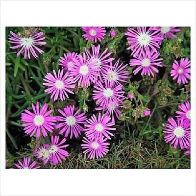 CYBEXIS MOUNTAIN ICE PLANT Magenta Fuchsia Delosperma Cooperi Flower Seeds Seed(1 g)