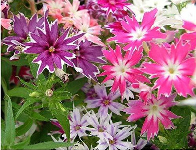 CYBEXIS Seeds Phlox twinkle star mix flower Seed(50 per packet)
