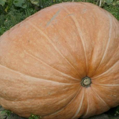 Aywal Pumpkin High Germination Seed(110 per packet)