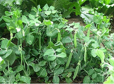 VibeX ® XXL-587 Green Sweet Pea Seed(50 per packet)