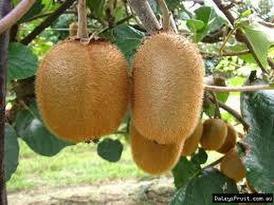 kranti farms kiwi Seed(30 per packet)
