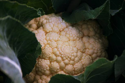 EasySeeds white cauliflower,gobhee seeds Seed(25 per packet)