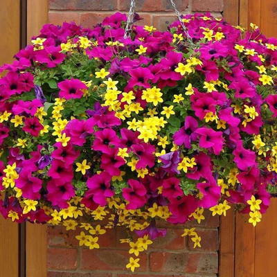 KANAYA Petunia Seed(15 per packet)