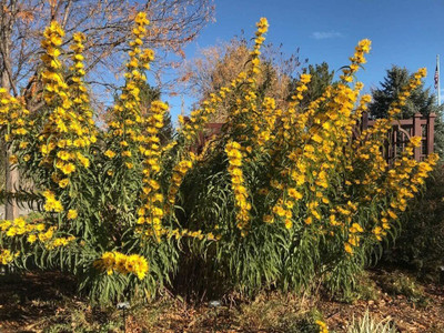 CYBEXIS NBIR-59 - Maximilian Sunflower - (450 Seeds) Seed(450 per packet)