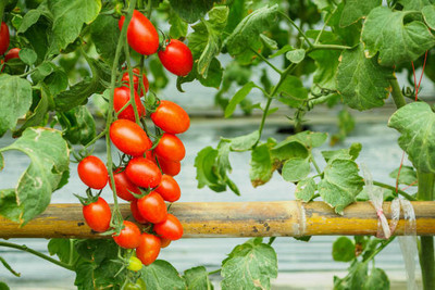 abiswas tomato Seed(155 per packet)