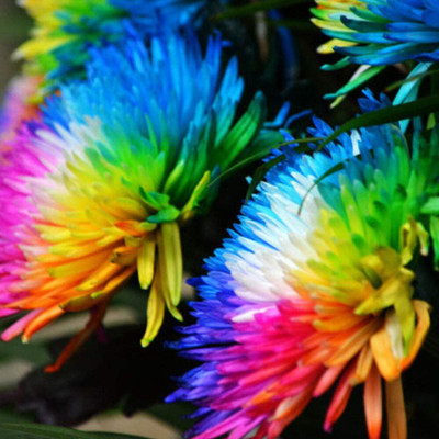 CYBEXIS ATS-33 - Rainbow Daisy Chrysanthemum - (90 Seeds) Seed(90 per packet)