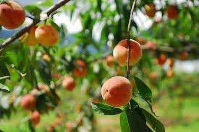 KANAYA Peach Fruit Seed(2 per packet)